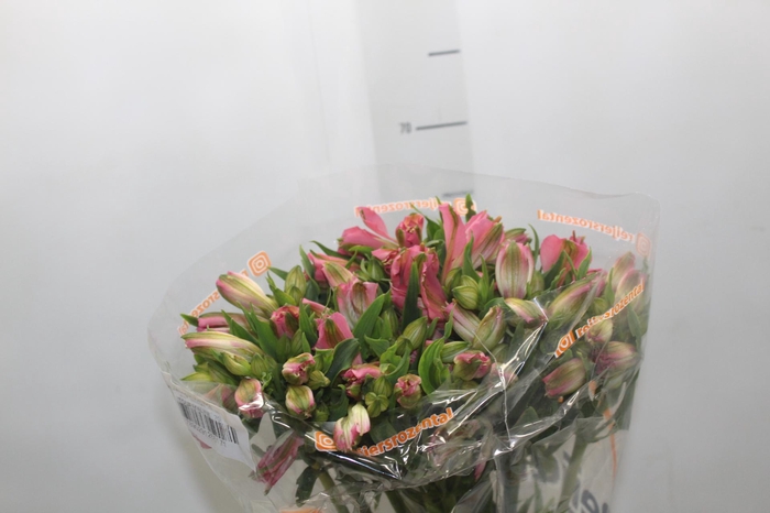 <h4>ALSTROEMERIA TOURMALINE 070 CM ROSA</h4>