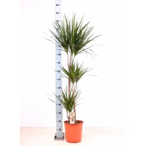 DRA MARGINATA