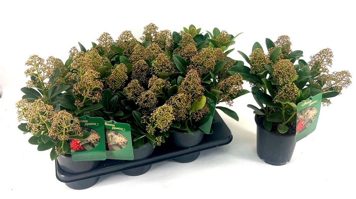 <h4>SKIM J ILLUSION</h4>