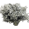 FOLHAGEM CINERARIA
