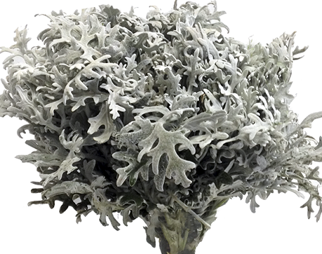 FOLHAGEM CINERARIA