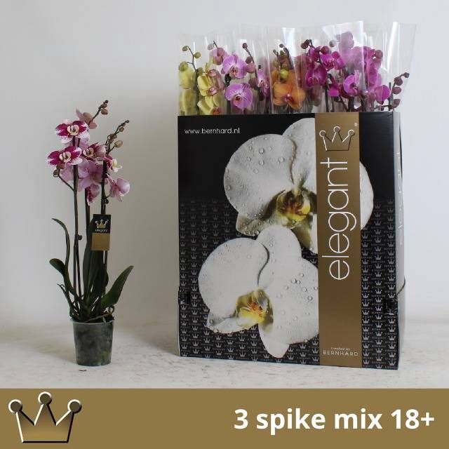 <h4>PHAL GEM 7 KL</h4>