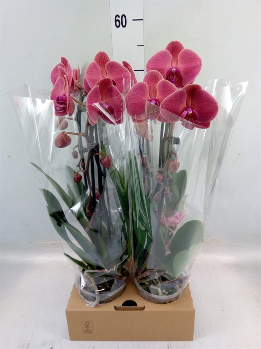 <h4>Phalaenopsis  'Elegant Cascade'</h4>