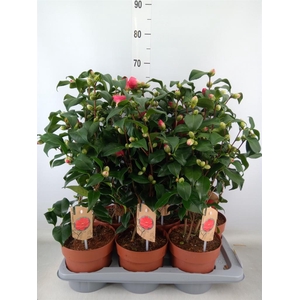 Camellia reticulata 'Mary Williams'