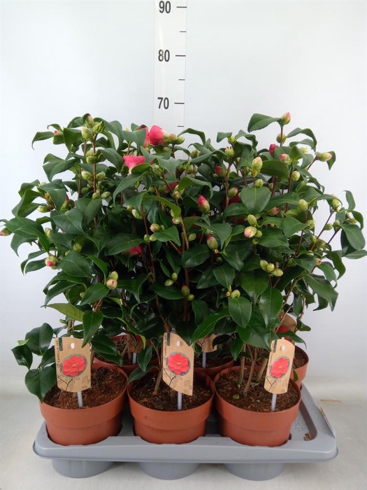 <h4>Camellia reticulata 'Mary Williams'</h4>