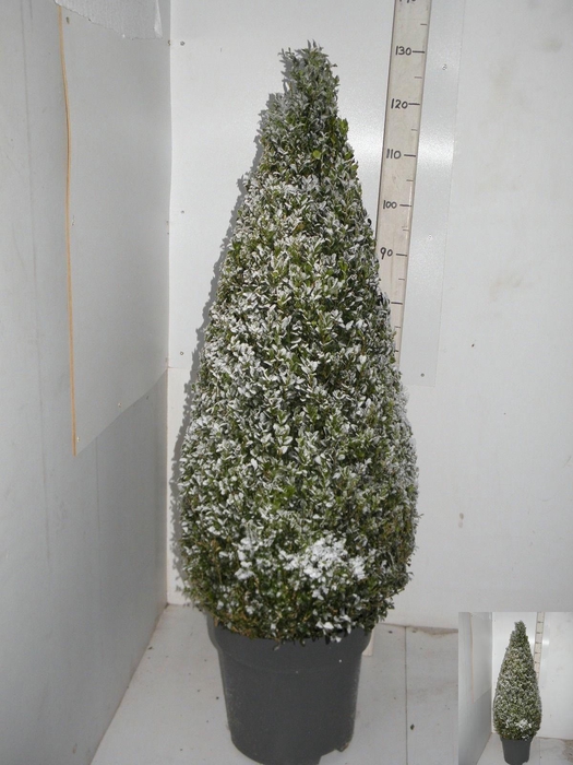 <h4>BUXU SEMPERVIRENS</h4>