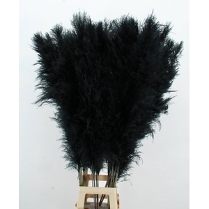 DF Pampas 130cm Black