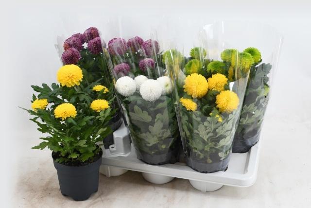 <h4>CHRYS FP GEM</h4>