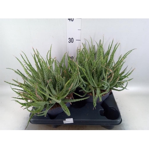Aloe humilis