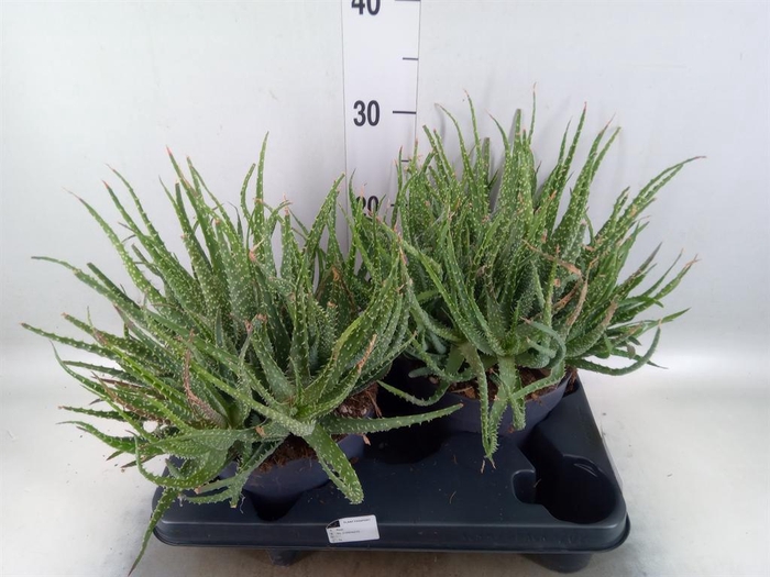 <h4>Aloe humilis</h4>