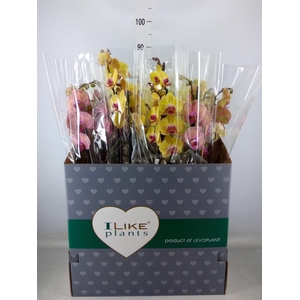 Phalaenopsis   ...yellow