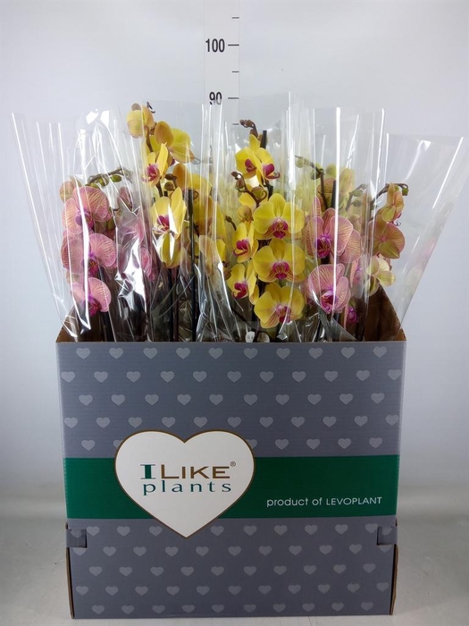 <h4>Phalaenopsis   ...yellow</h4>