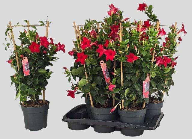 <h4>MANDE SUN RED</h4>