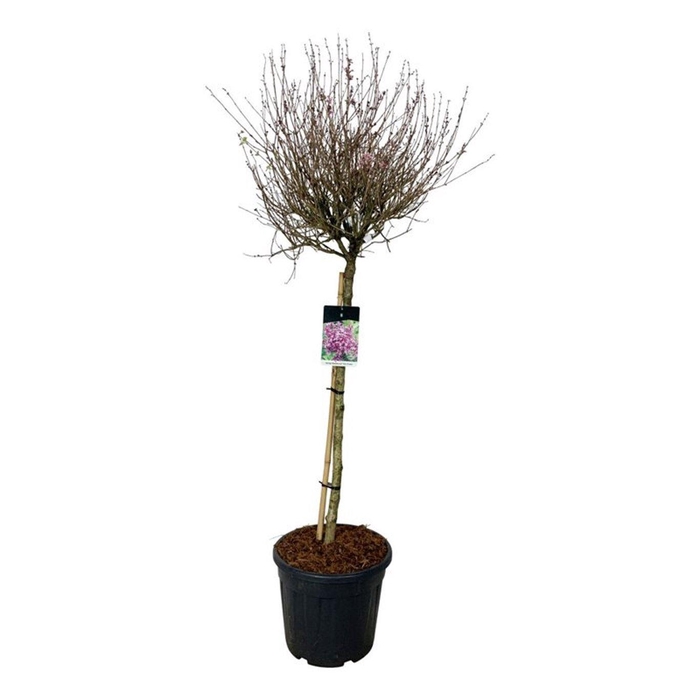 <h4>Syringa BLOOMERANG® 'Dark Purple'</h4>
