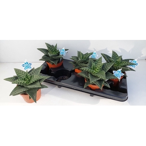 Gasteraloe Tiki Zilla