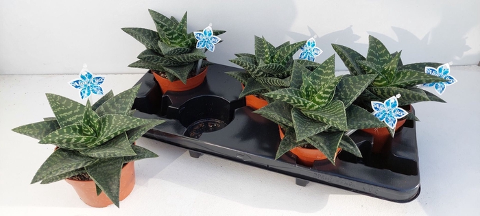 <h4>Gasteraloe Tiki Zilla</h4>