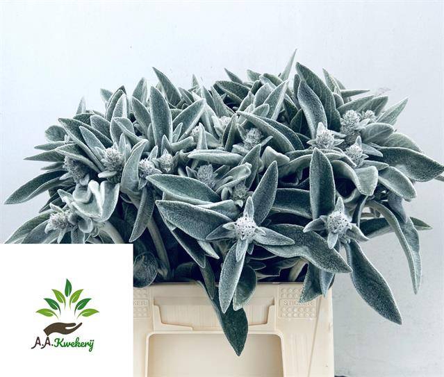 <h4>STACHYS SILVER FINCH</h4>