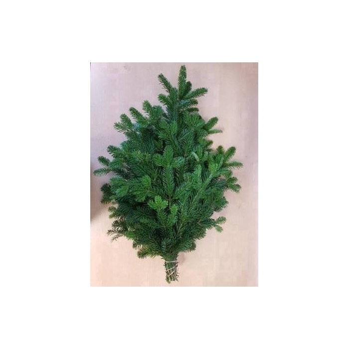 <h4>ABIES NORDMANN BS</h4>