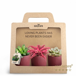 3-Pack Nordic Aubergine Succul