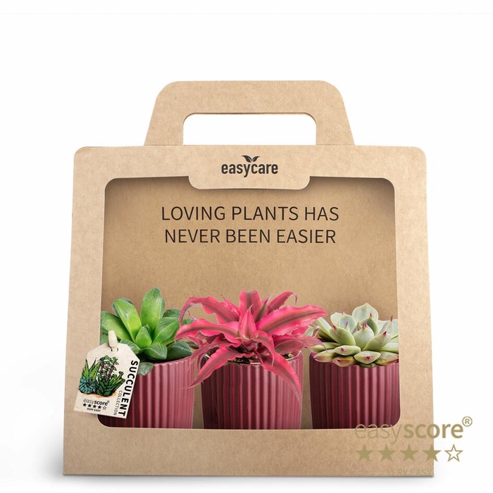 <h4>3-Pack Nordic Aubergine Succul</h4>