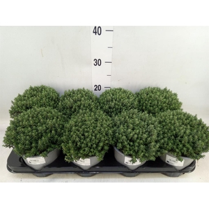 Thymus vulgaris 'Compactus'