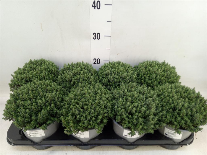 <h4>Thymus vulgaris 'Compactus'</h4>