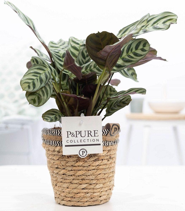 <h4>Ctenanthe Burle Marxii in P&PURE Basket 6</h4>