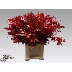 QUERC PALUSTRIS RED 80CM