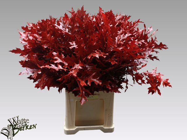 <h4>QUERC PALUSTRIS RED 80CM</h4>