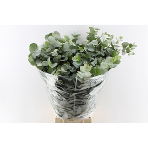Euca Cinerea Per Bunch 300 Gram Za