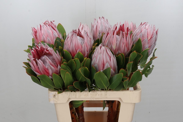 Protea Cynaroides