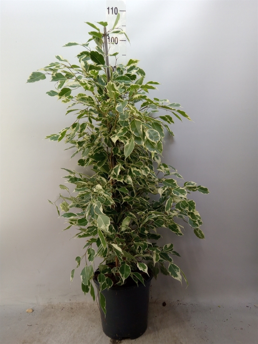 <h4>Ficus benja. 'Twilight'</h4>