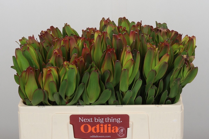 <h4>Leucadendron Laurel Yellow</h4>