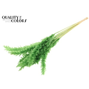 Fluffy Pampas 10pc/bunch Bleached Green