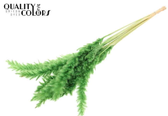 Fluffy Pampas 10pc/bunch Bleached Green