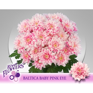 CHR T BALTICA KLB H%