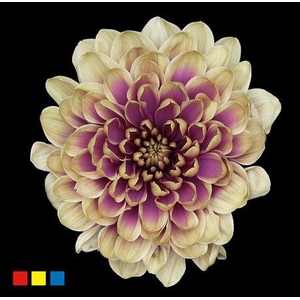 Chr T Altaj Purple Fresh