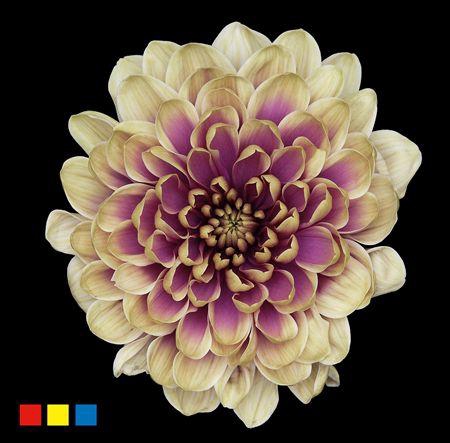 <h4>Chr T Altaj Purple Fresh</h4>