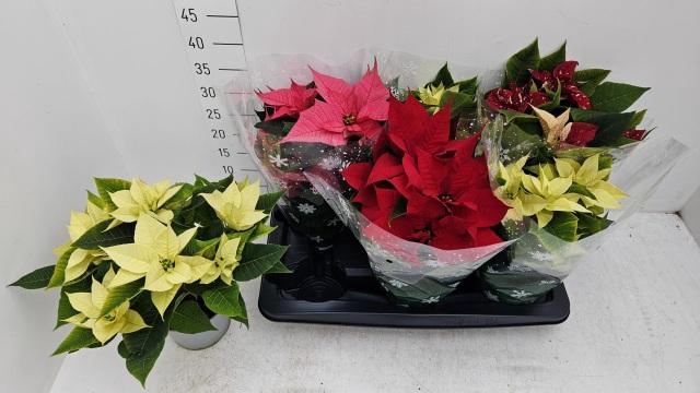 <h4>EUPHOR PULCHERRIM OV</h4>