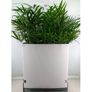 Chamaedorea cataractarum
