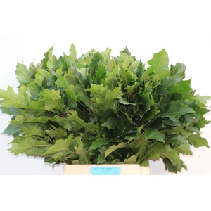 Quercus Rubra Green