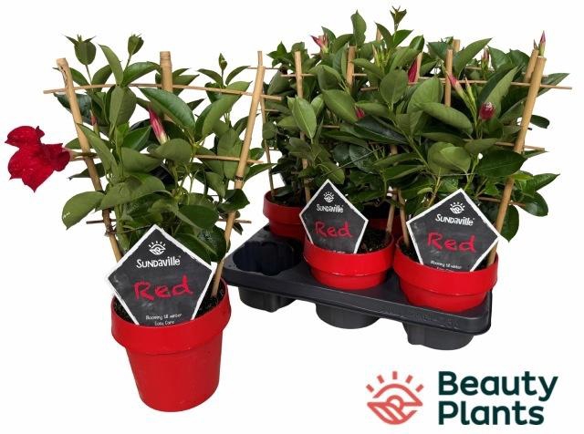 <h4>MANDE SUN RED</h4>