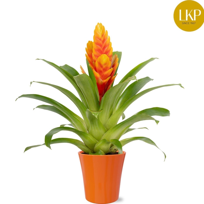 <h4>Vriesea Int Apricot Geel/Rood Coco</h4>