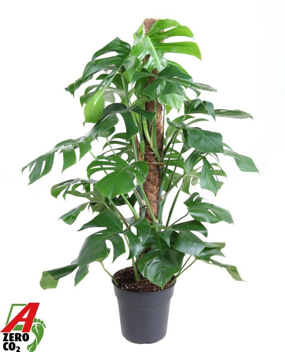 <h4>Monstera Deliciosa mosstok P24</h4>