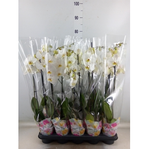 Phalaenopsis   ...white