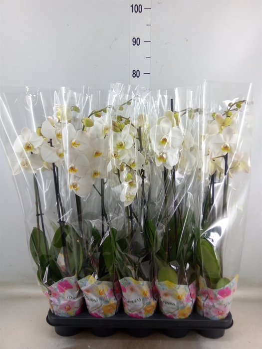 <h4>Phalaenopsis   ...white</h4>