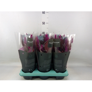 Celosia spic. 'Mystic Shades'