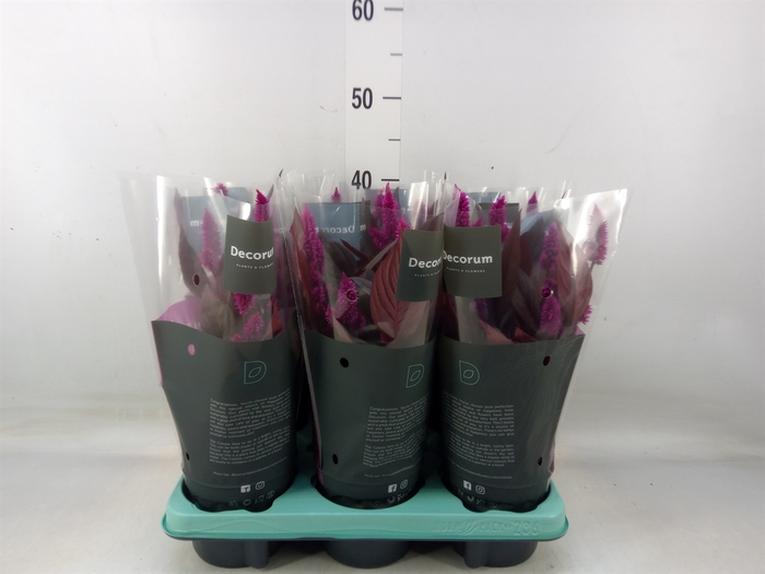 <h4>Celosia spic. 'Mystic Shades'</h4>