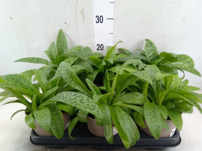 <h4>Drimiopsis maculata</h4>