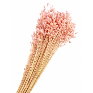 Dried Bleached Briza Light Pink